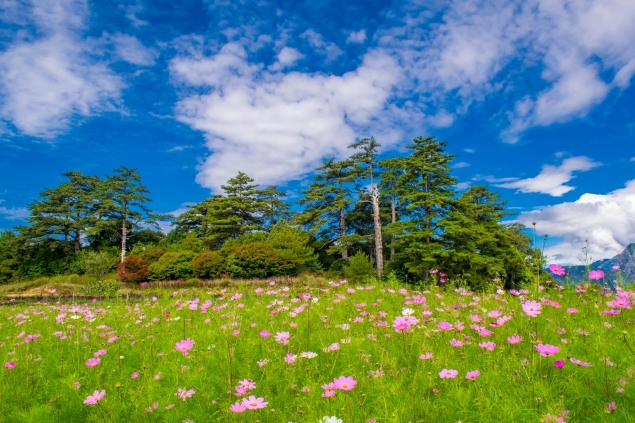 藍天白雲搭配波斯菊花海美麗的景色。   圖：福壽山農場／提供