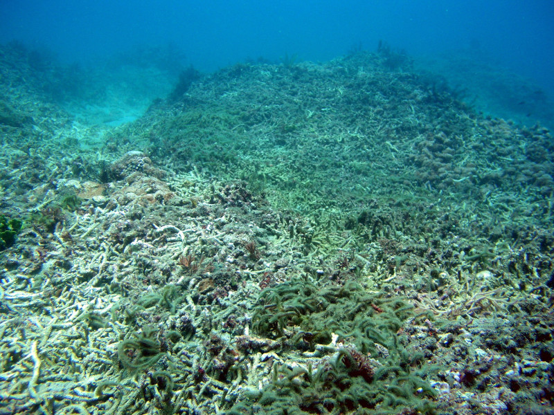 全球暖化造成墾丁珊瑚白化現象。   圖：國立中興大學生科系林幸助教授／提供 