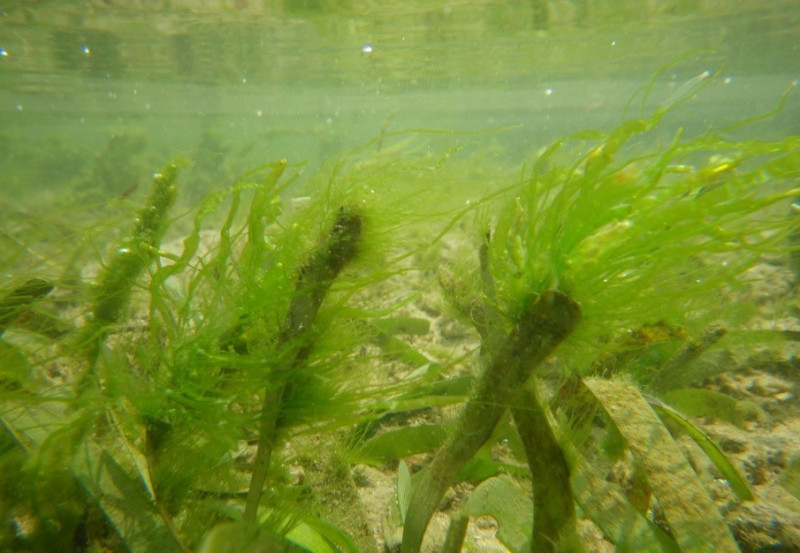 海草葉片上附生藻。   圖：國立中興大學生科系林幸助教授／提供 