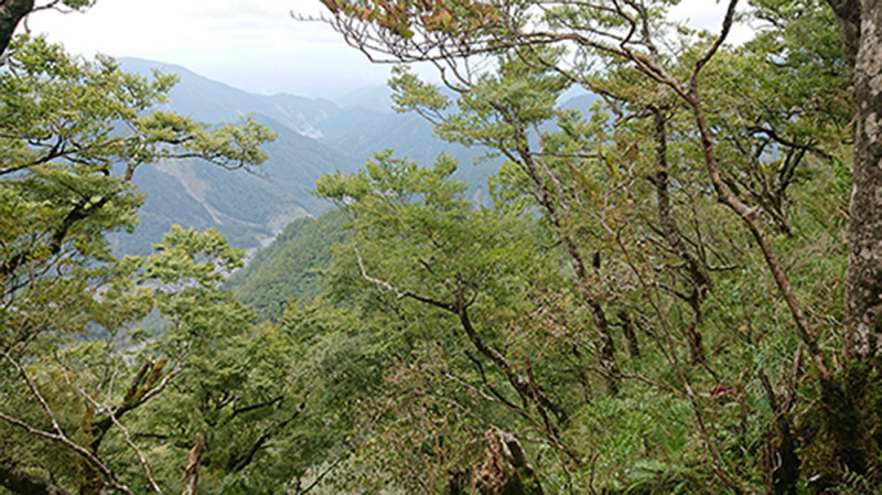 台灣山毛櫸金黃色的森林美景，漂亮又具有詩意。   圖：羅東林區管理處／提供