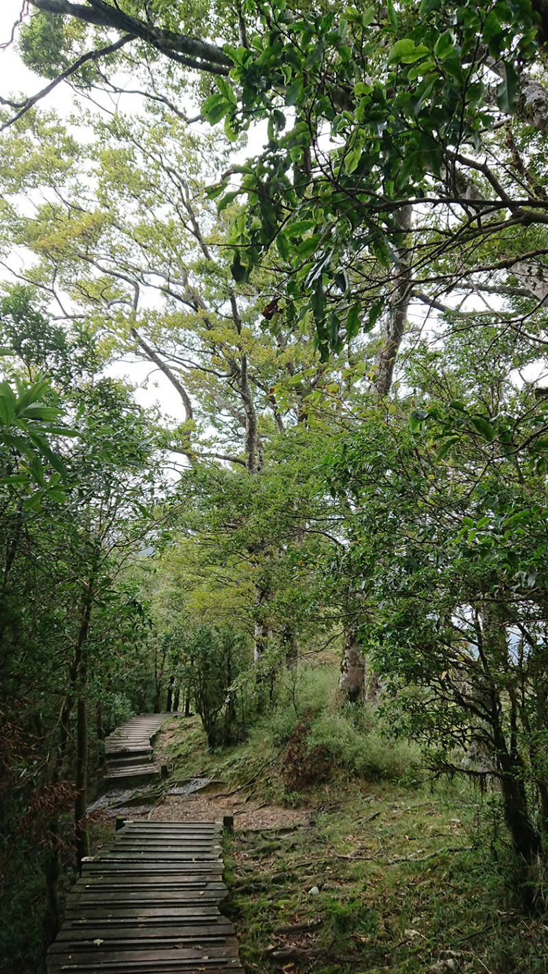 台灣山毛櫸步道全長3.8公里，往返時間約需3個小時左右。   圖：羅東林區管理處／提供