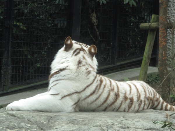 平川動物公園經常在推特上PO出白老虎一家的照片。

   圖：翻攝平川動物公園IG
