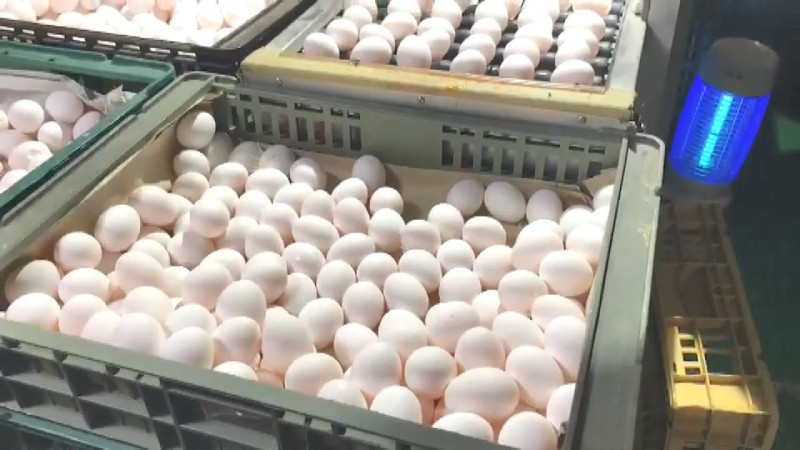 高雄橋頭地檢署查獲蛋品供應商義進金公司涉嫌回收問題蛋品改標再售。   圖 : 翻攝自youtube