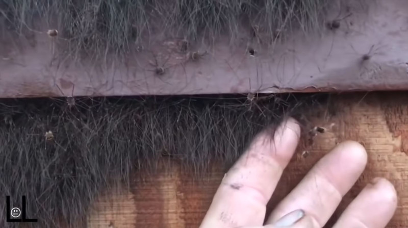 美國阿拉斯加一名男子湯瑪斯，在家中的暖氣口發現大量詭異的毛髮，伸手確認時，毛髮竟然變成了上百隻蜘蛛蠕動，讓人看了全身起雞皮疙瘩。   圖：nownews/提供