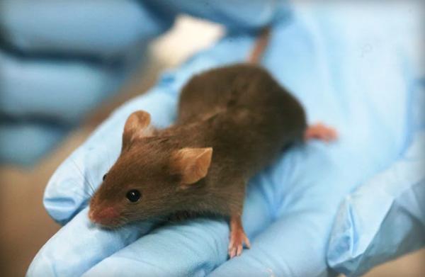 中國科研人員藉由新穎的技術，調整幹細胞以移除特定基因，成功讓一對母鼠繁殖出具生育能力的幼鼠。示意圖。   圖 : 翻攝自網路