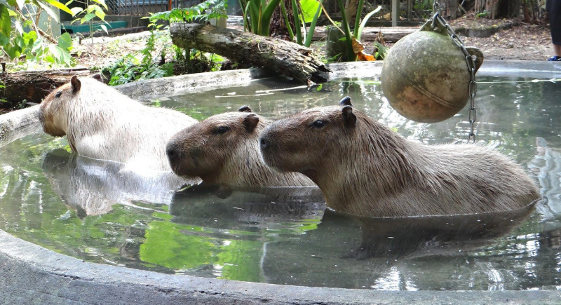 水豚的英文名字叫做「capybara」，在拉丁文裡意指為「水中的豬」。   圖：台北市立動物園／提供