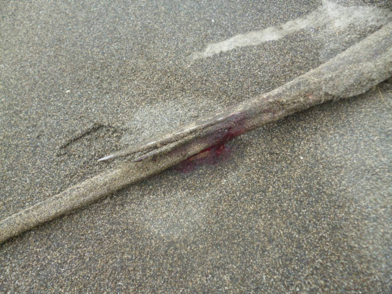 警方在呂男陳屍處附近發現的死亡魟魚尾刺有明顯血跡。   圖：大園分局潮音派出所／提供