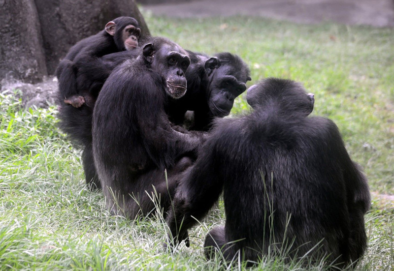 冬天時，保育員會提供黑猩猩們麻布袋和乾草禦寒，「 阿美」會將乾草聚攏成一個圓形坐墊，然後坐在上面享用早餐，其他年輕個體看到後，也爭相學習、模仿。   圖：台北市立動物園／提供