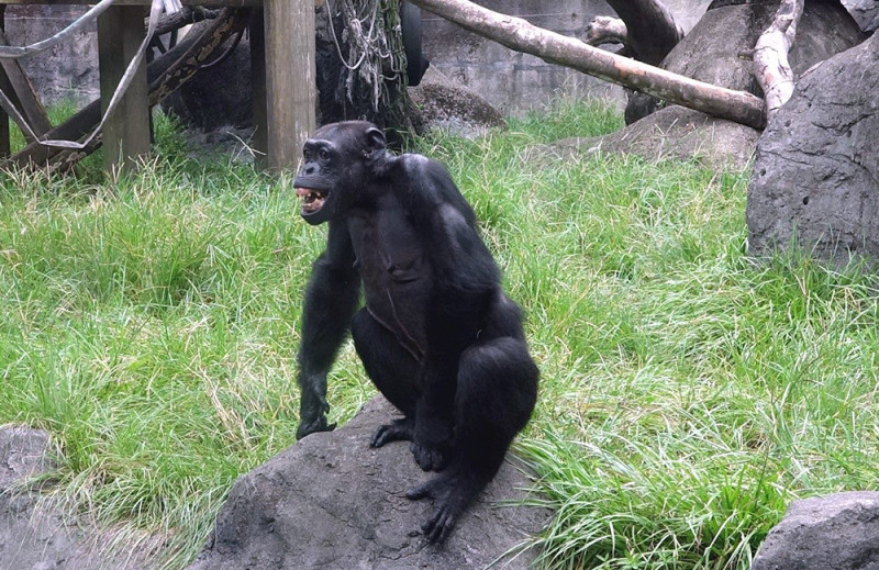 母黑猩猩「阿美」今年49歲，是臺北市立動物園目前照養年齡最長的個體。   圖：台北市立動物園／提供