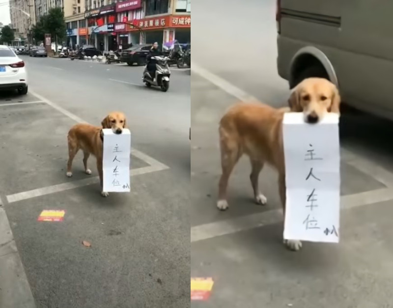 日前有網友在臉書「爆笑公社」分享一段抖音影片，內容是一隻狗狗站在停車格內，並咬著「主人車位」的告示，逗趣模樣讓大批網友笑翻。   圖：爆笑公社