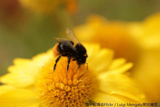 蜂蜜是營養豐富，芳香甜美的天然食品，消費者可以藉由QR Code充分掌握生產者資訊。   圖：翻攝自Flickr／Luigi Mengato開放權限