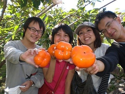 每年秋季是甜柿產季，柿子不但果實碩大、口感鮮甜，是許多朋友的最愛。   圖：翻攝台中市農業局網站