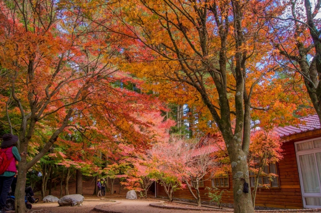 松廬的掌葉楓受風面有在轉色的跡象，預計今年最佳賞楓期會落在11月中至11月下旬。   圖：福壽山農場／提供