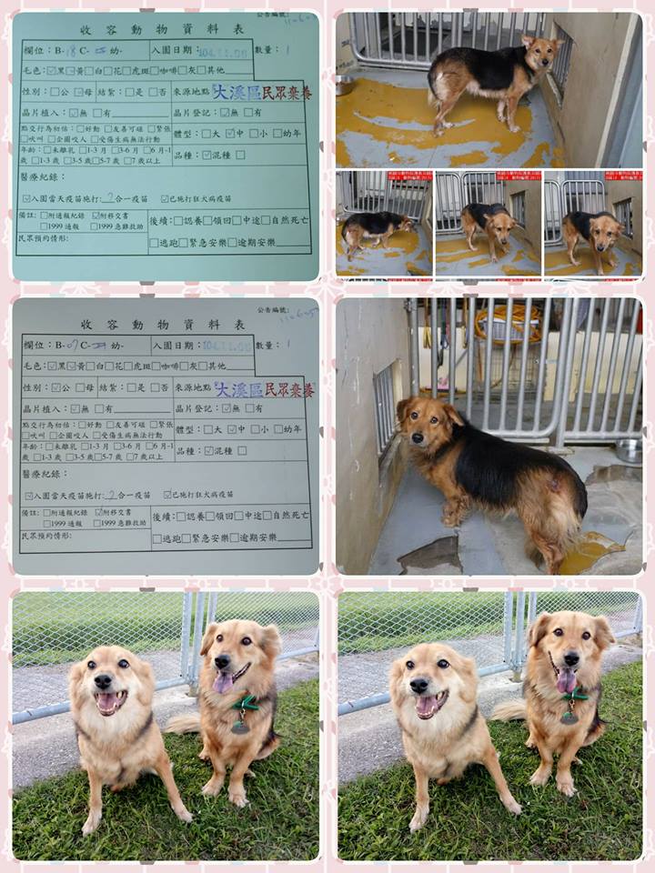 104年11月，1對米克斯兄妹犬被棄養在當時的新屋收容所，幸好都獲得善心人士領養。   圖：網友Emma Kuo提供