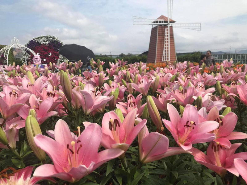 美麗的百合花搭配風車裝置，非常美麗！   圖：截自台中中社觀光花市臉書