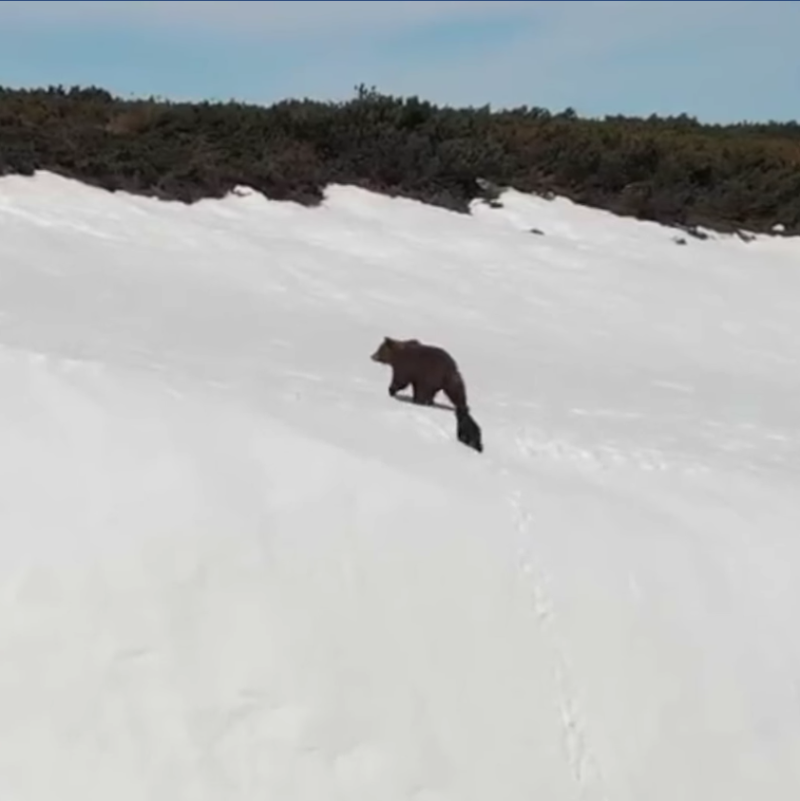 今年6月，在俄羅斯馬加丹地區（Magadan）皚皚雪山上，一對熊母子正在陡峭的岩壁上移動。   圖：翻攝自NTD Television