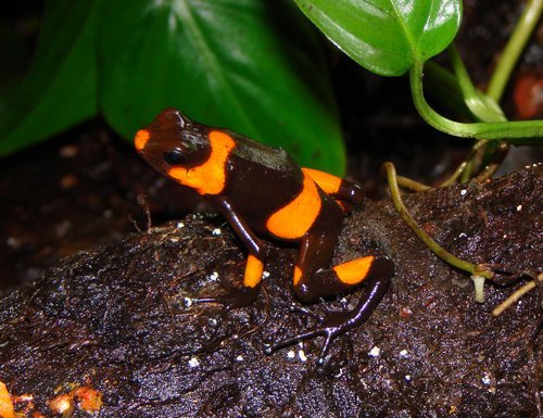 哥倫比亞日前查獲216隻走私毒蛙，極度瀕臨絕種的紅帶箭毒蛙赫然在其中。   圖：翻攝維基網站