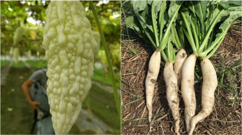 白玉苦瓜（左）、白玉蘿蔔（右）。   圖：翻攝高雄市杉林區農會、美濃白玉蘿蔔及好豆股東會臉書