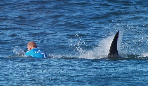 一名澳洲衝浪客遭魚鯊咬傷腿部，這已經是澳洲2個月內發生的第5例。示意圖。   圖：翻攝YouTube畫面