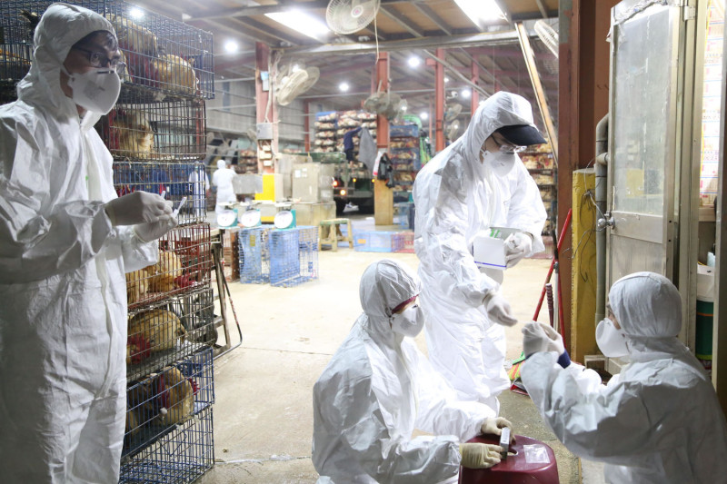 防疫人員至新北禽理貨場進行肛門拭子採樣。   圖：新北市政府動物保護防疫處／提供