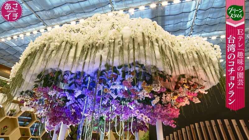 日本NHK節目「早市」帶領日本民眾透過鏡頭看見花博及台灣美麗的蘭花。   圖：台中市政府/提供