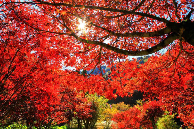 杉林溪森林生態園區內的紅楓。   圖：截自愛上杉林溪粉絲專頁