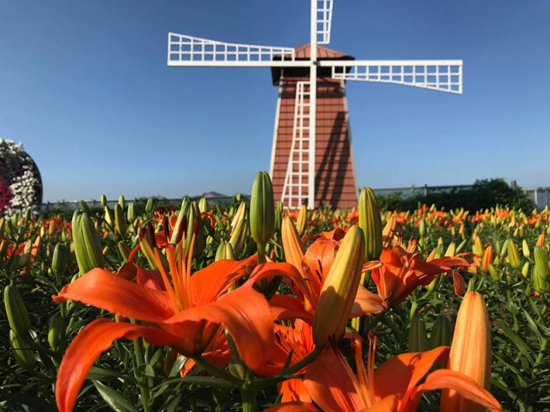 中社觀光花市充滿異國風情的荷蘭風車。   圖：截自中社觀光花市臉書