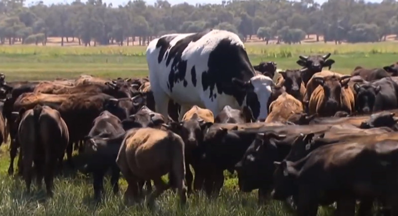 澳洲巨牛「尼克斯」，高194公分，重達1400公斤，成為牧場上的焦點。   圖：翻攝自Youtube