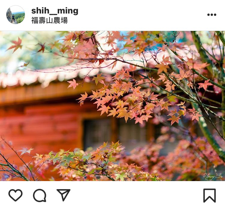 「福壽山農場」的楓葉十分美麗。   圖：翻攝自instrgram／shih__ming 開放權限