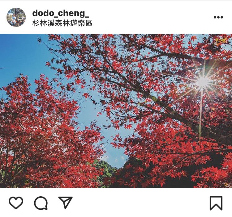「杉林溪森林遊樂園區」的楓紅，與藍天交織出一幅美麗的畫作。   圖：翻攝自instrgram／dodo_cheng_ 開放權限