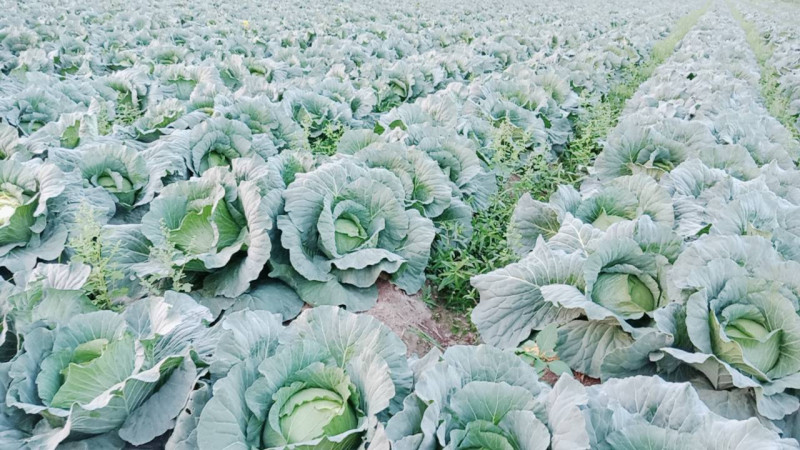 高麗菜（甘藍）是台灣農作最重要的葉菜類，秋冬季極適合生長。   圖：嘉義縣政府／提供