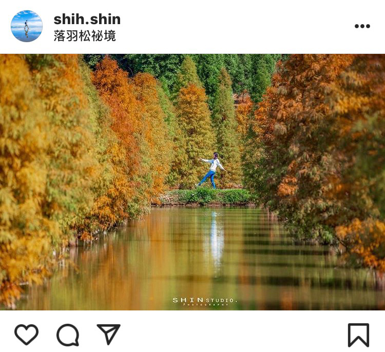 「三灣落羽松森林」最特別就是落雨松生長在水田裡，別有一番風味。   圖：翻攝自instagram／shih.shin 開放權限