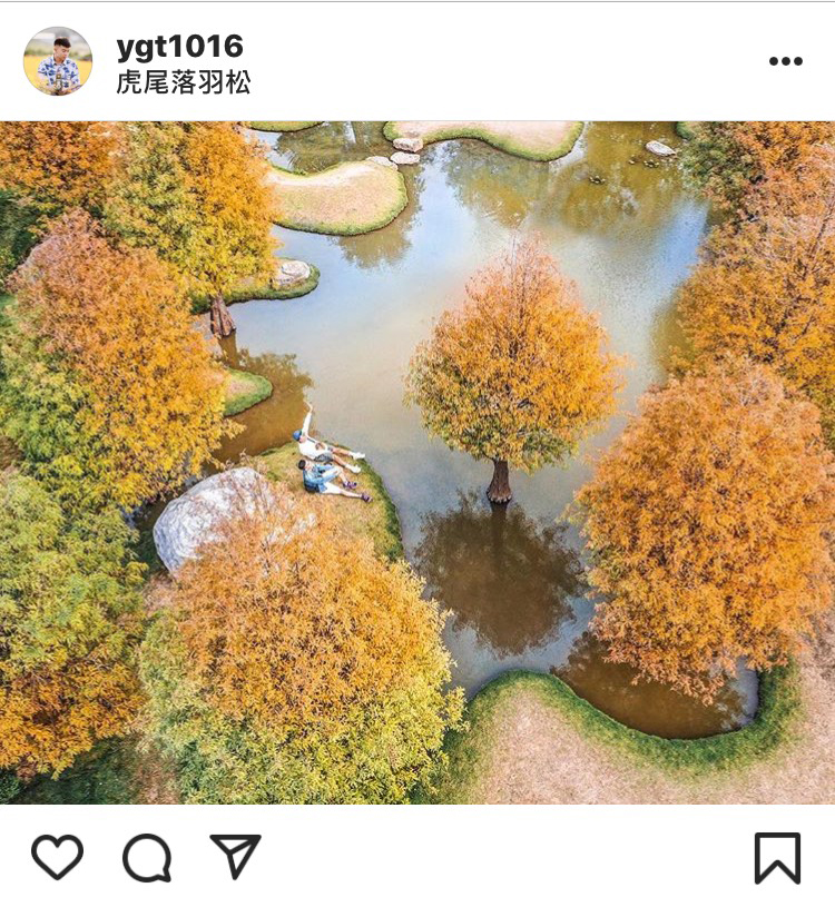 「虎尾落羽松」不規則的池景，搭配橘黃的落羽松，譜出一幅美麗的畫作。   圖：翻攝自instagram／ygt1016 開放權限