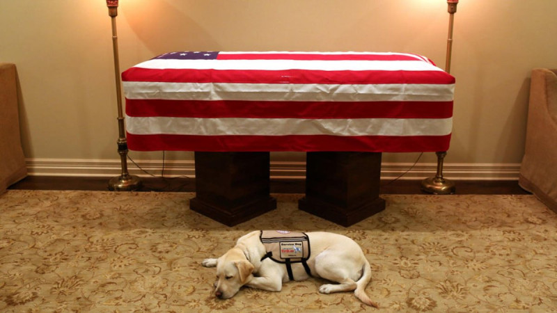 美國前總統老布希移靈到國會大廈圓形大廳，他的忠犬Sully陪伴主人最後一程。   圖：翻攝美國國家工作犬紀念館推特