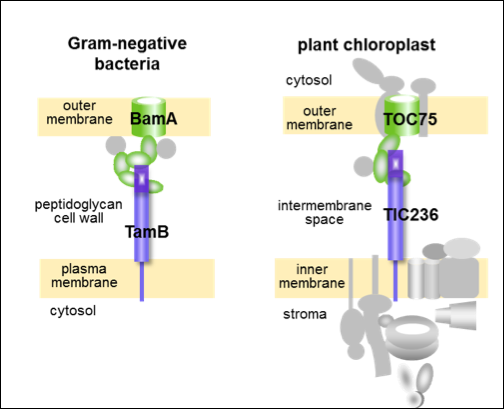 研究團隊並發現植物葉綠體蛋白質輸入系統的骨架，包含外膜通道TOC75及聯結橋樑TIC236乃是由革藍氏陰性細菌（包含藍綠菌、大腸桿菌及萊姆病螺旋體等）的BamA-TamB分泌系統演化而來。   圖：中研院/提供