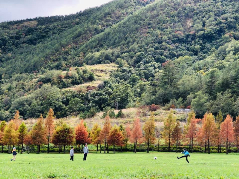 武陵農場露營區的落羽松，搭配青綠的山景，怎麼拍都好看。   圖：截自武陵農場臉書