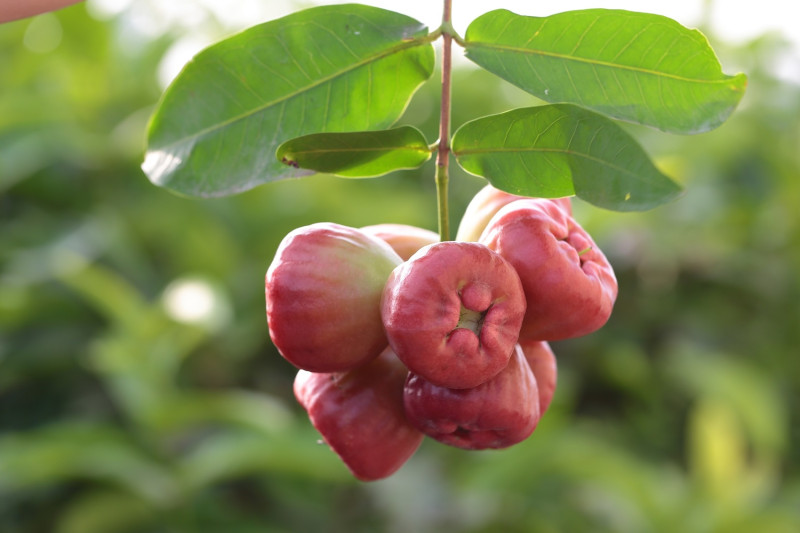 蓮霧是屏東縣冬季最具代表性的水果。   圖：屏東縣政府農業處/提供