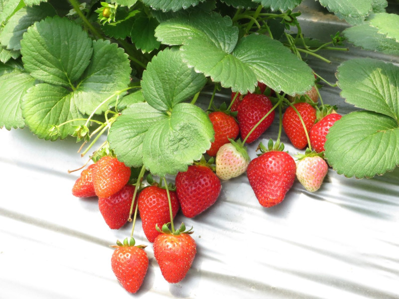 內湖觀光草苺園種植的內湖一號草莓品種，   圖：台北市政府產發局／提供