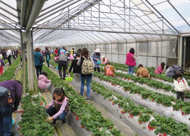 冬季是草莓的產季，圖為民眾體驗採草莓的盛況。   圖：台北市政府產發局／提供