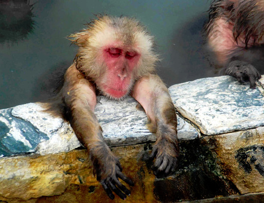 獼猴邊泡溫泉邊打盹，看起來好享受。   圖／翻攝函館市熱帶植物園