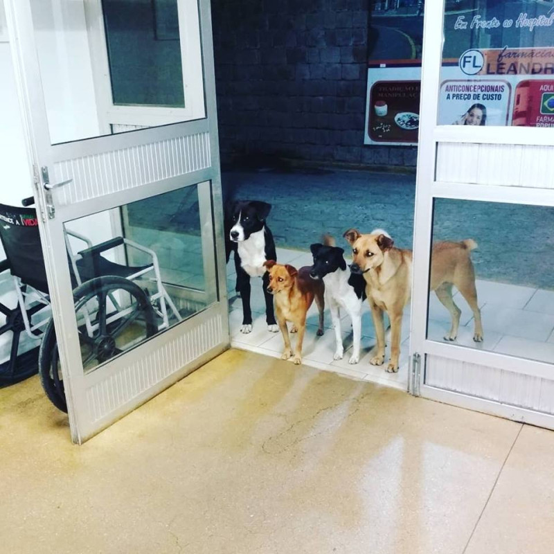 4 隻狗狗站在們口，守候進醫院的主人。   圖 / 翻攝自Cris Mamprim 臉書