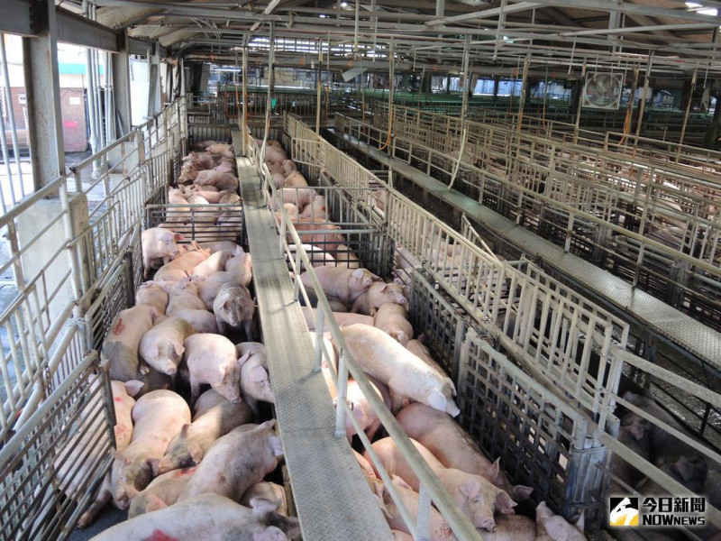 大陸爆發非洲豬瘟疫情，若傳入台灣，將對我國肉品產業造成巨大衝擊。   圖／nownews資料圖