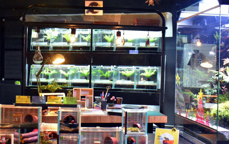 箭毒蛙工作站可以近距離親眼見到顏色繽紛的箭毒蛙。   圖：台北市立動物園／提供