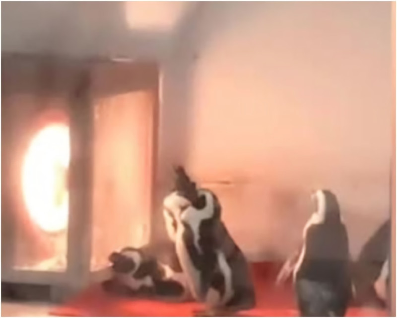大陸民眾日前參觀動物園，赫然發現成群企鵝圍著火爐排隊取暖。   圖／網路