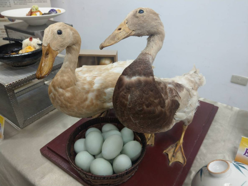保生種鴨場的周珠源表示，台灣的鴨產蛋率是世界第一。   圖／記者陳俐穎攝。2018.12.17