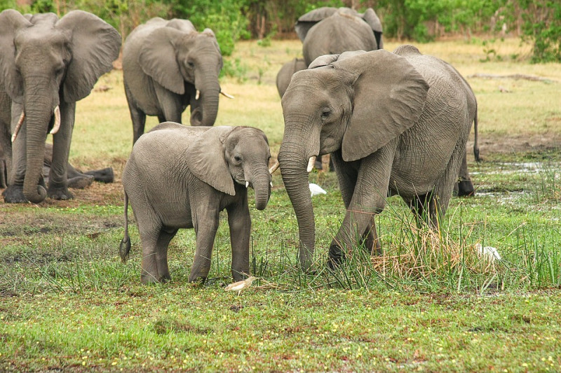 斯里蘭卡人用大象糞便造紙，成為斯里蘭卡國寶。   圖 / 翻攝自網路