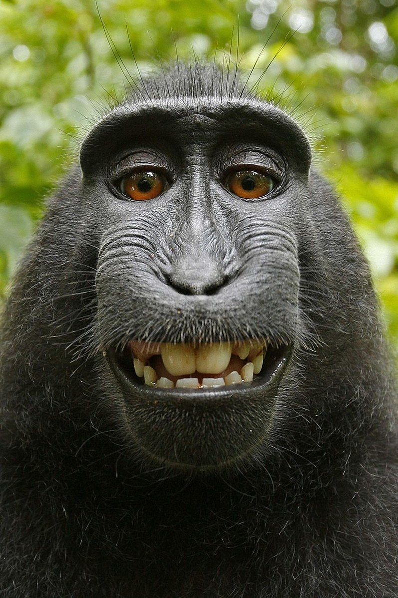 黑冠獼猴的自拍。   圖：翻攝自維基百科