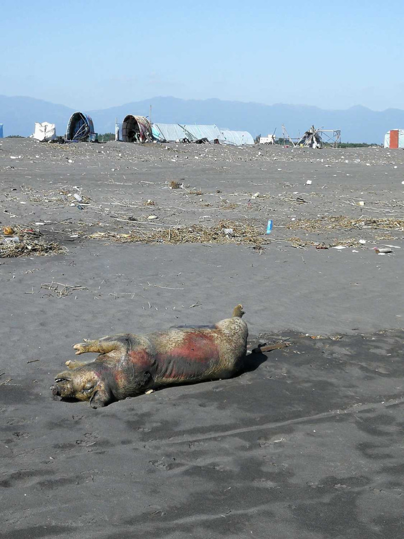 今（19）早有民眾在五結利澤沙灘發現豬隻屍體，引發網友討論。   圖：翻攝自「宜蘭知識＋」臉書社團