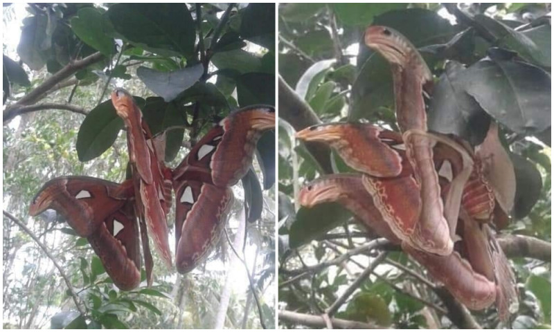 網友拍攝疑似是三頭蛇的生物。   圖 / 翻攝自臉書「爆廢公社」