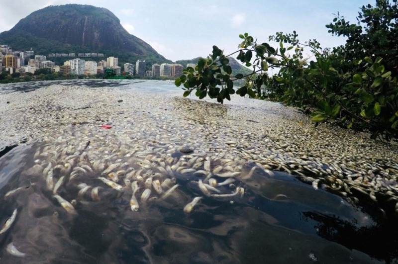 巴西侯德里哥福列塔斯湖大量魚群暴斃，3天內已打撈55.1噸死魚。   圖/翻攝自RPL推特